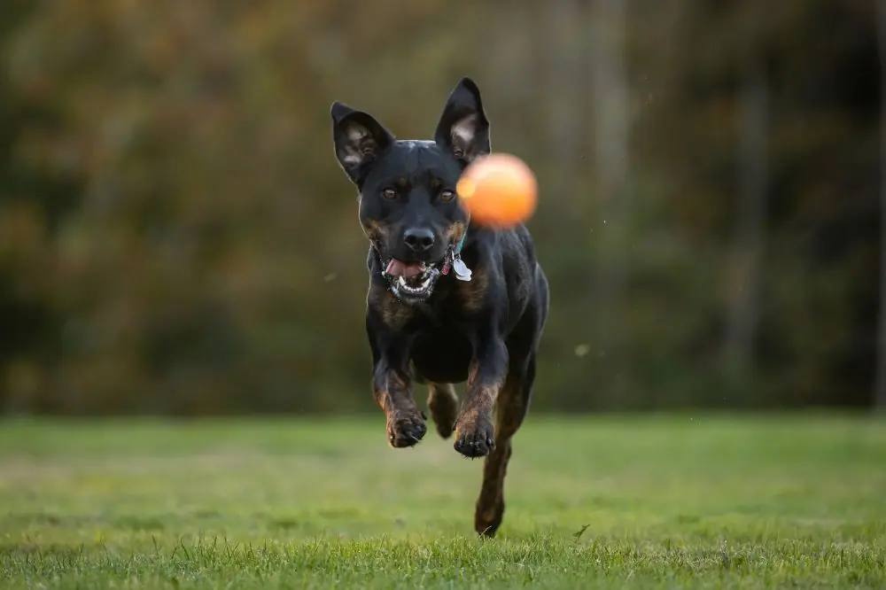 Comprendiendo a los perros de alta energia