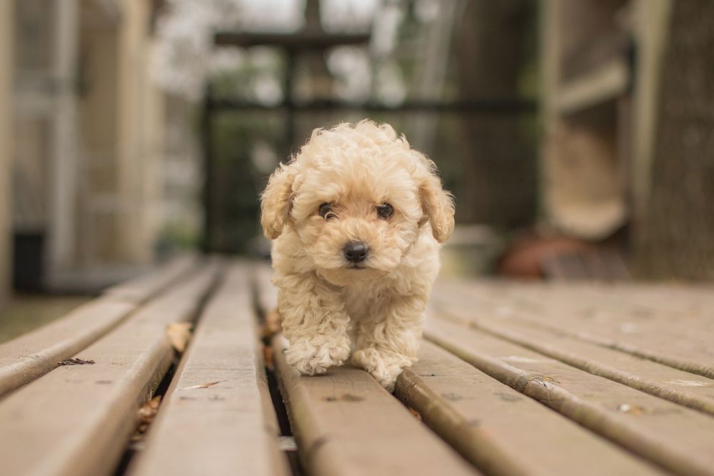 xr:d:DAFGuORvE:,j:,t: