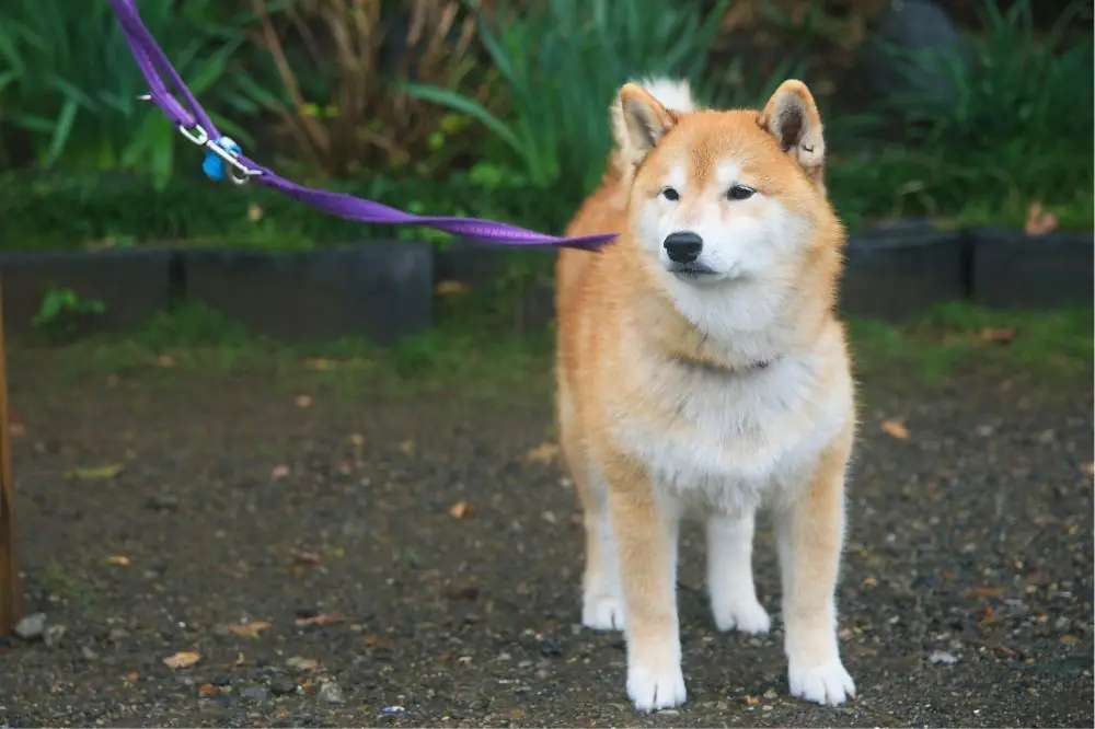 Mejor alimentación para el Akita Inu