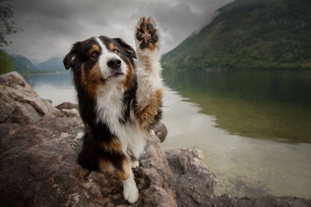 Consejos para la transicion alimenticia y la digestion sana