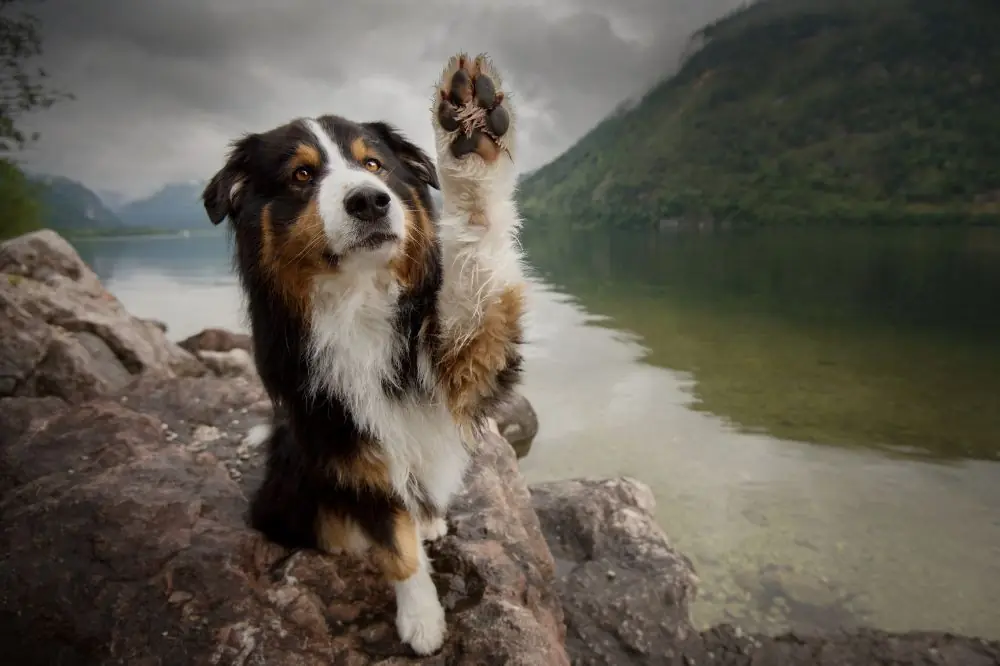 Consejos para la transicion alimenticia y la digestion sana