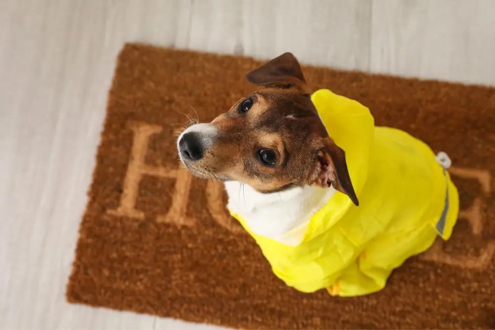 Guide sur le chiot Jack Russell Terrier: socialisation, soins et alimentation