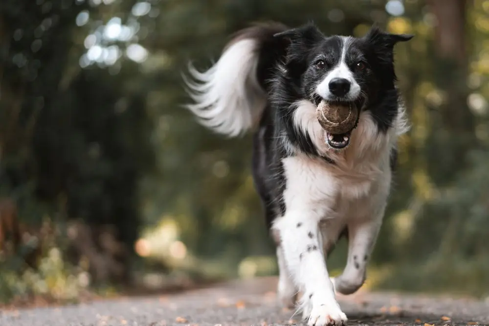Consideraciones especiales para razas especificas