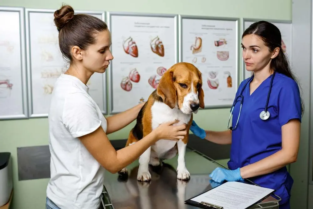 Consultation veterinaire