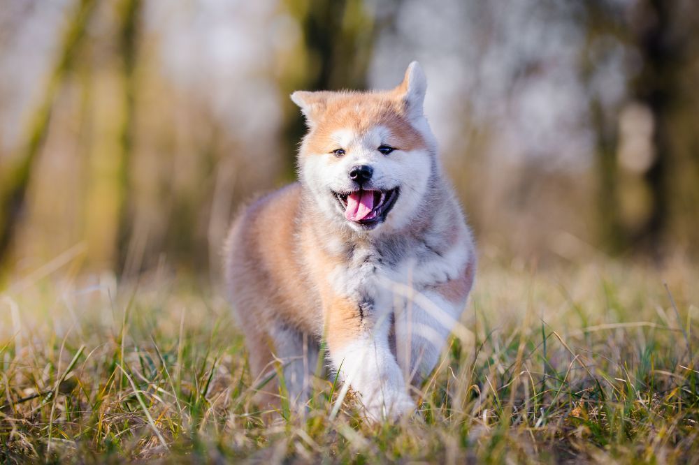 Cuidados esenciales para el cachorro de Akita Inu