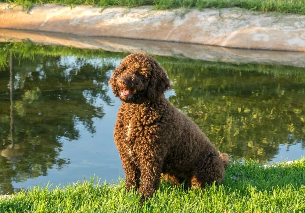 Brown,Spanish,Water,Dog,On,Green,Grass,Outdoor