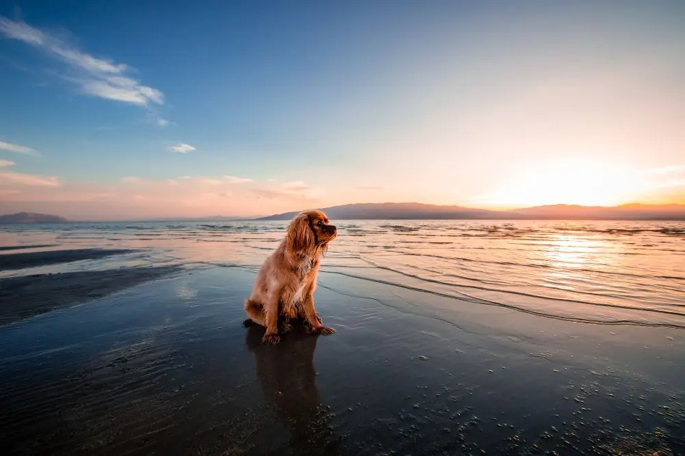 Playas para perros en la Comunidad Valenciana