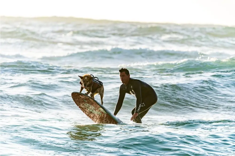 Playas para perros en Guipúzcoa 