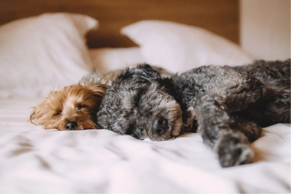 Hoteles que admiten perros en Cantabria 