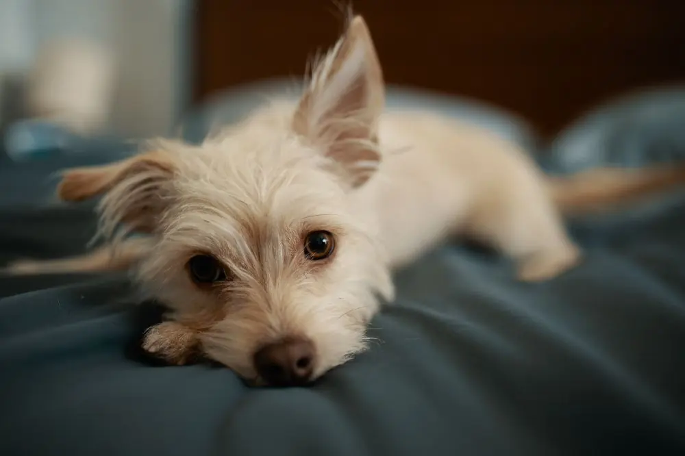 Hoteles que admiten perros en Alicante 