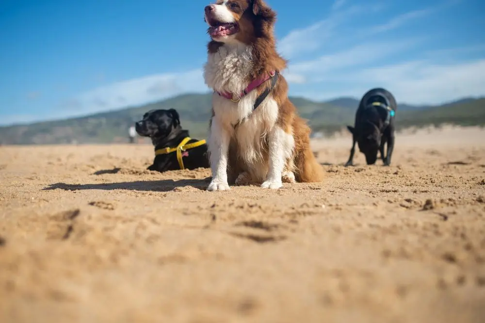 Playas para perros en el País Vasco 