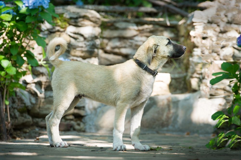 El rol del Pastor de Anatolia en la cultura y la historia de Turquia