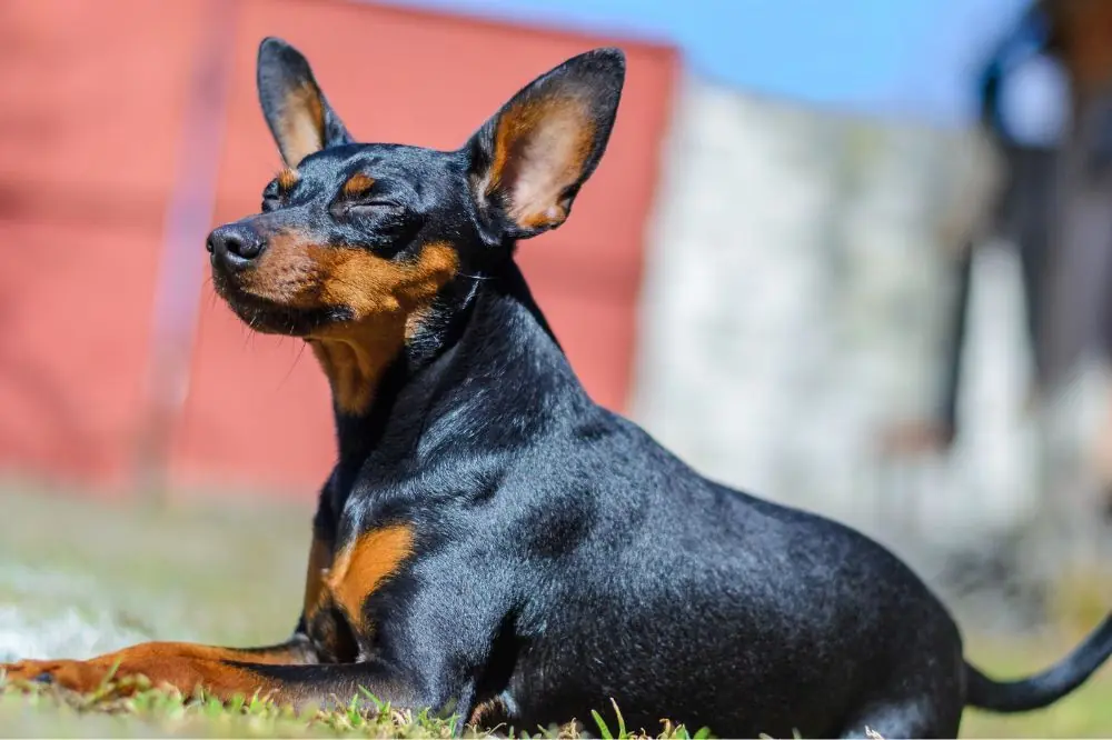 Guide sur le chiot Pinscher nain: socialisation, soins et alimentation