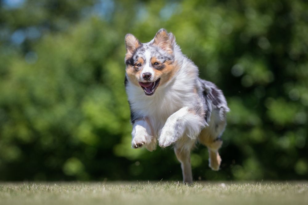 Fascinantes hechos sobre el Pastor Ovejero Australiano