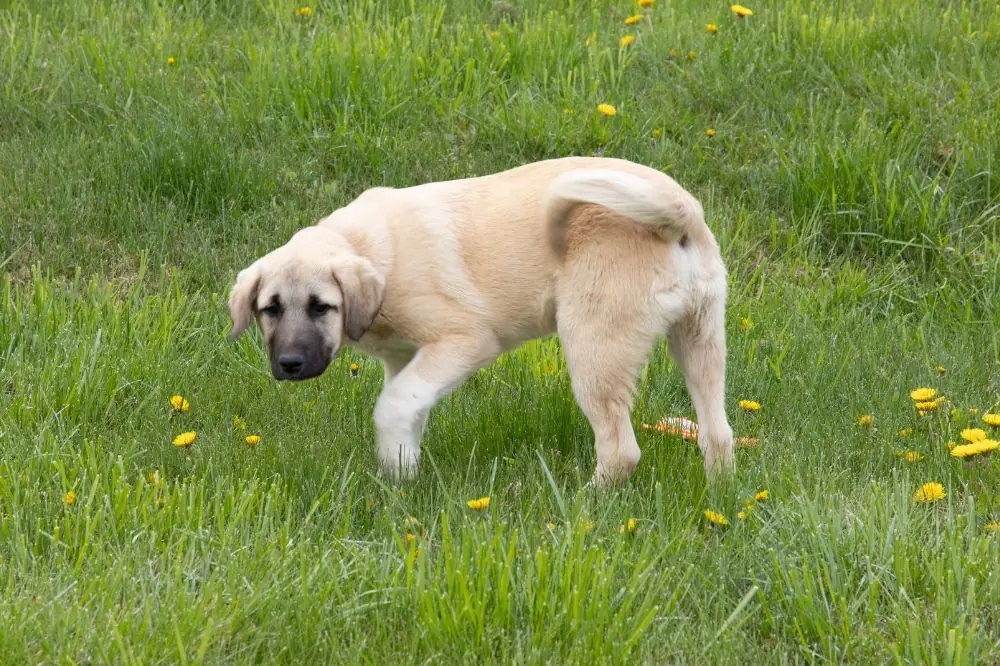 Higiene y mantenimiento de la raza