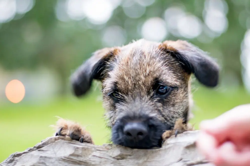 Interaccion con otras mascotas