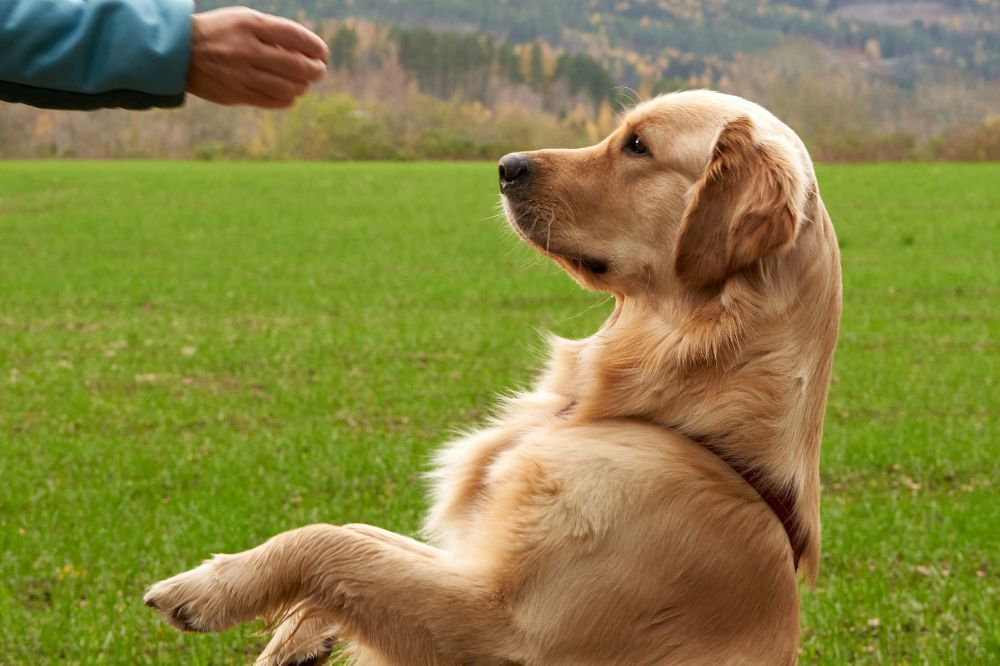 Mejora del vinculo perro dueno