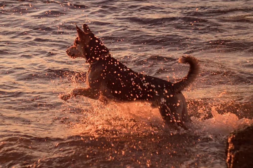 Mejores playas para perros en Girona