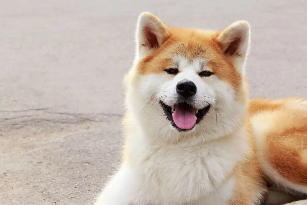 Necesidades nutricionales del Akita Inu tu guia de alimentacion para perros de raza grande