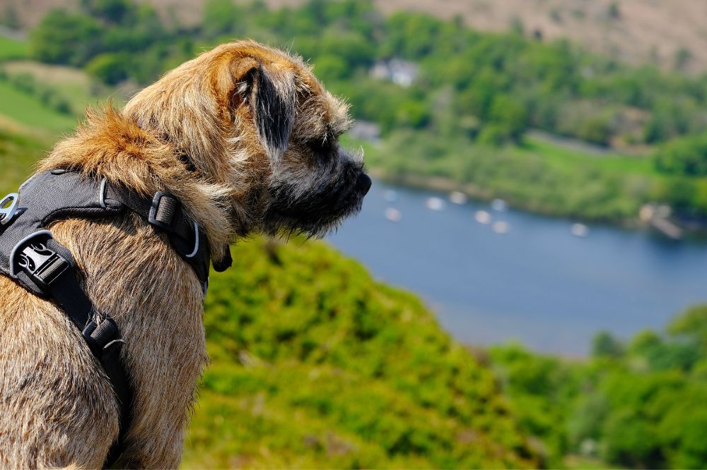 Necesidades nutricionales del Border Terrier