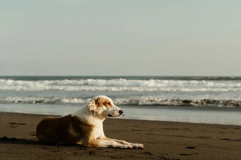 Normativa para perros en las playas de Galicia