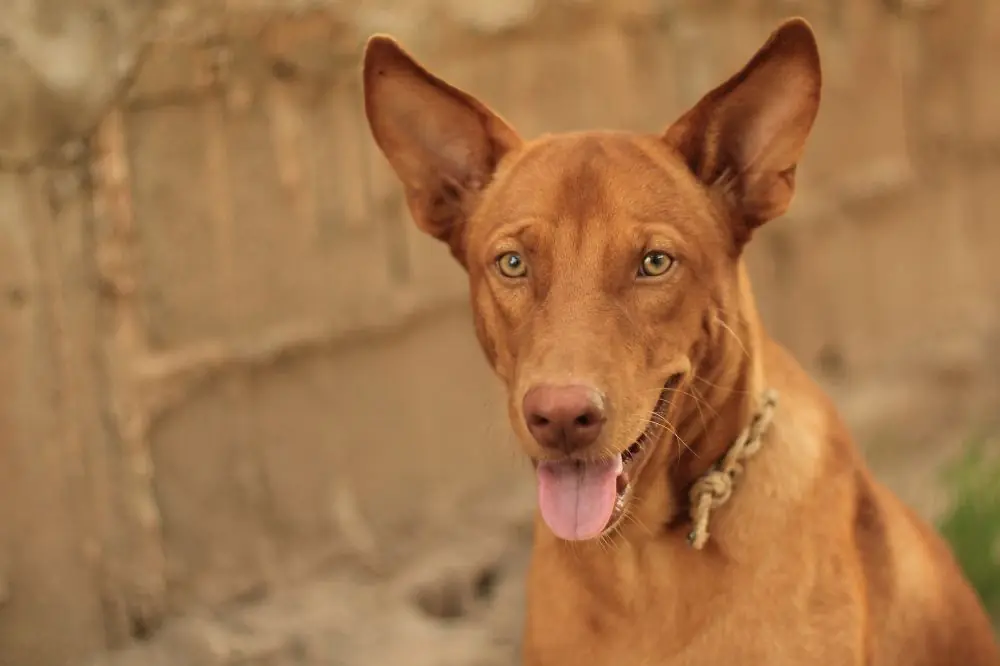 Origen e historia del Podenco Andaluz