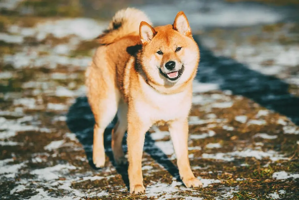Akita Inu dentro de casa.