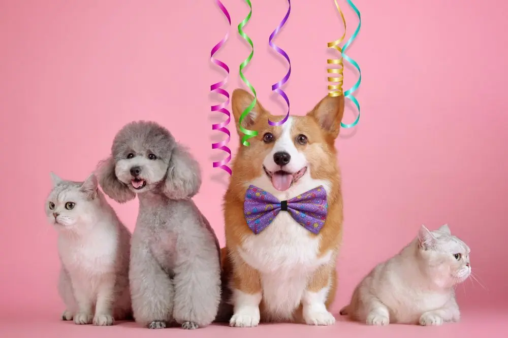 Preparativos para la fiesta