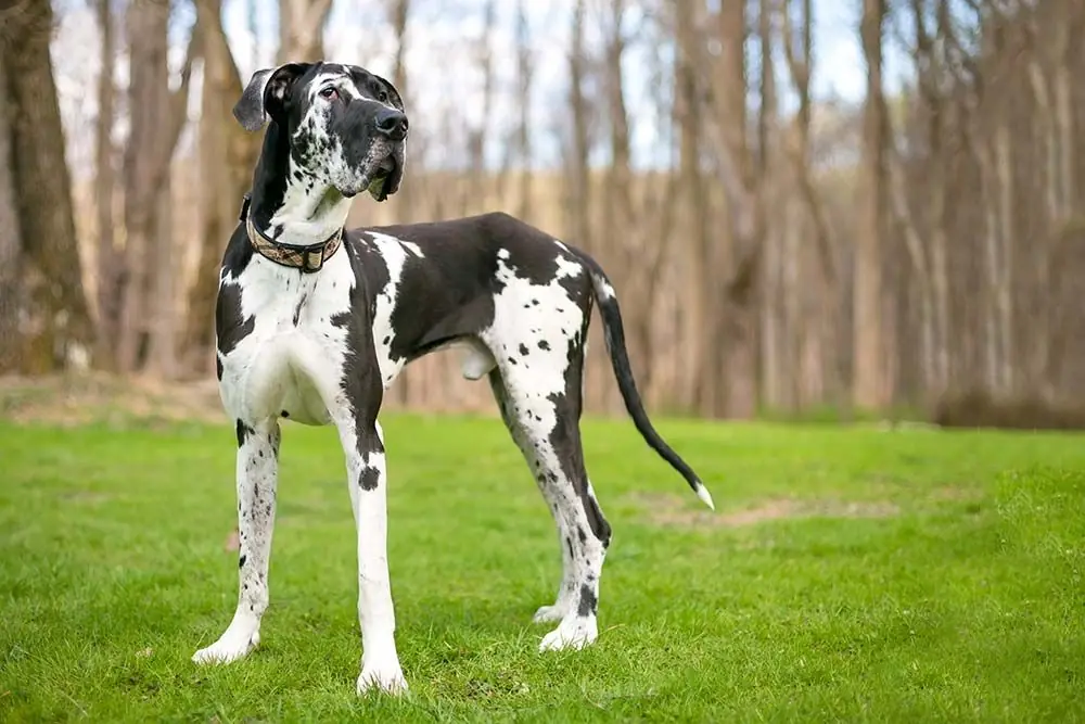 Races de chiens avec des taches Doguenais
