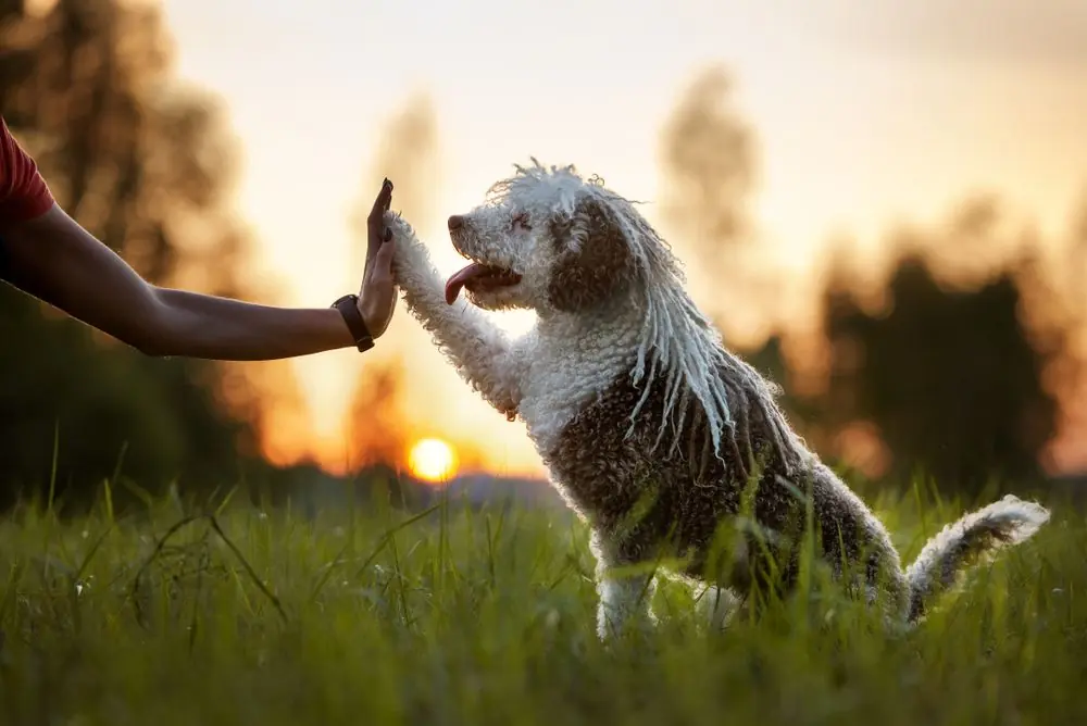 Spanish,Water,Dog,Gives,Paw,To,Owner,At,Sunset