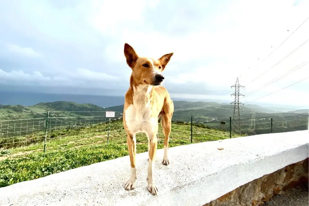 Requisitos dieteticos clave del Podenco Andaluz