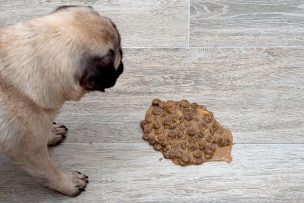 xr:d:DAFvjQAZtPA:,j:,t: