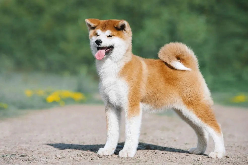 Akita Inu atento y en guardia.