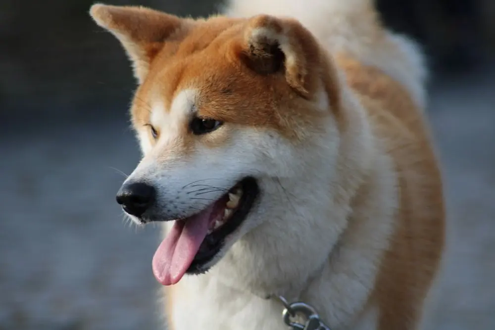 Akita Inu caminando al aire libre.
