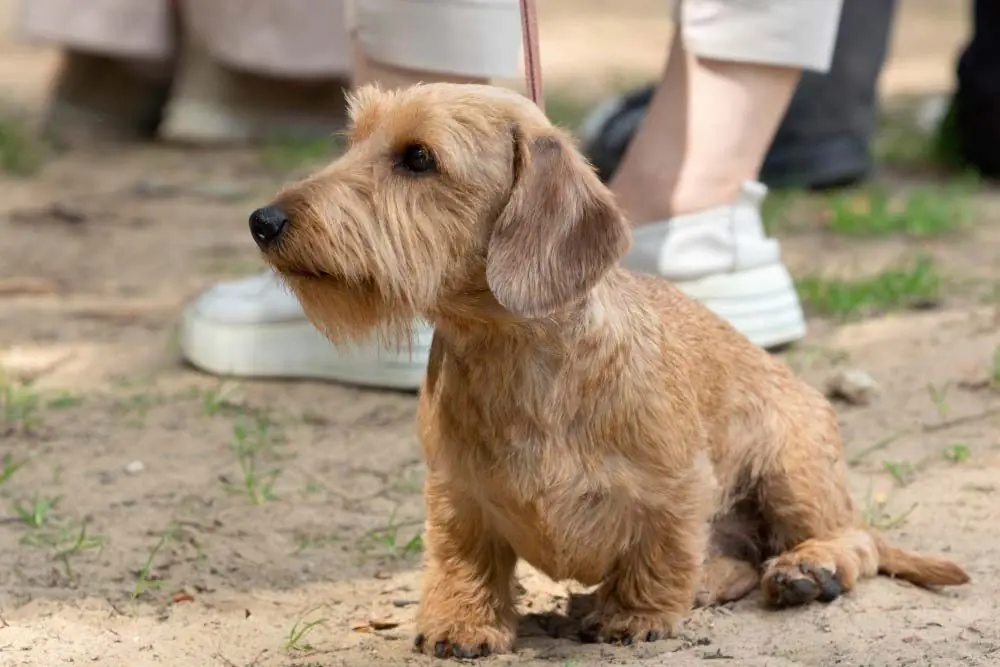 Guide de l'alimentation pour les chiens seniors