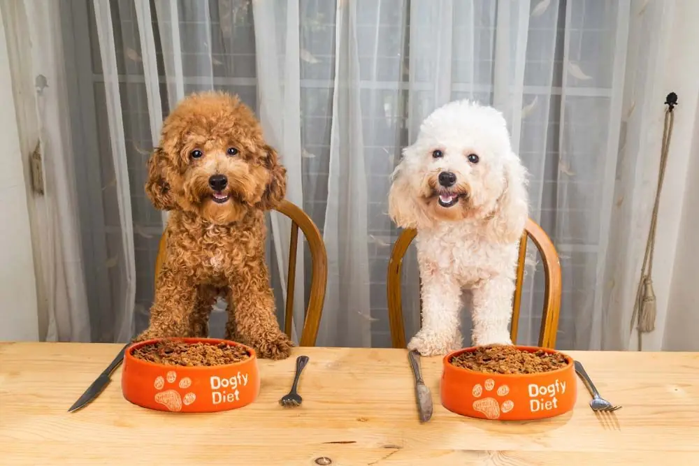 nourriture pour caniche