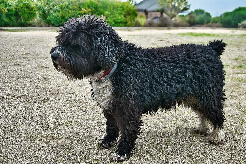 personnage espagnol chien eau