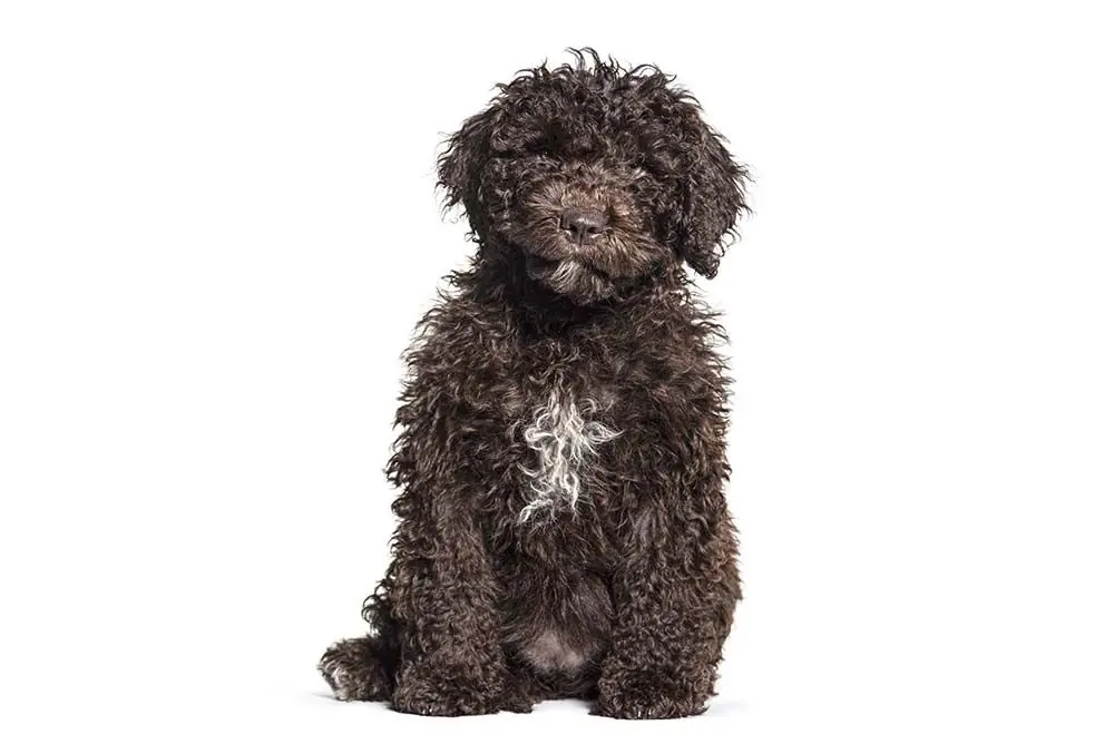 soin chien eau espagnol