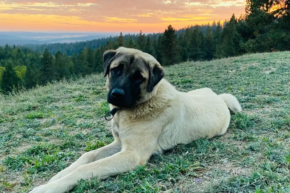 ¿Cuanto ejercicio necesita un Pastor de Anatolia