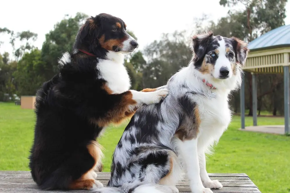 ¿Que es el masaje canino