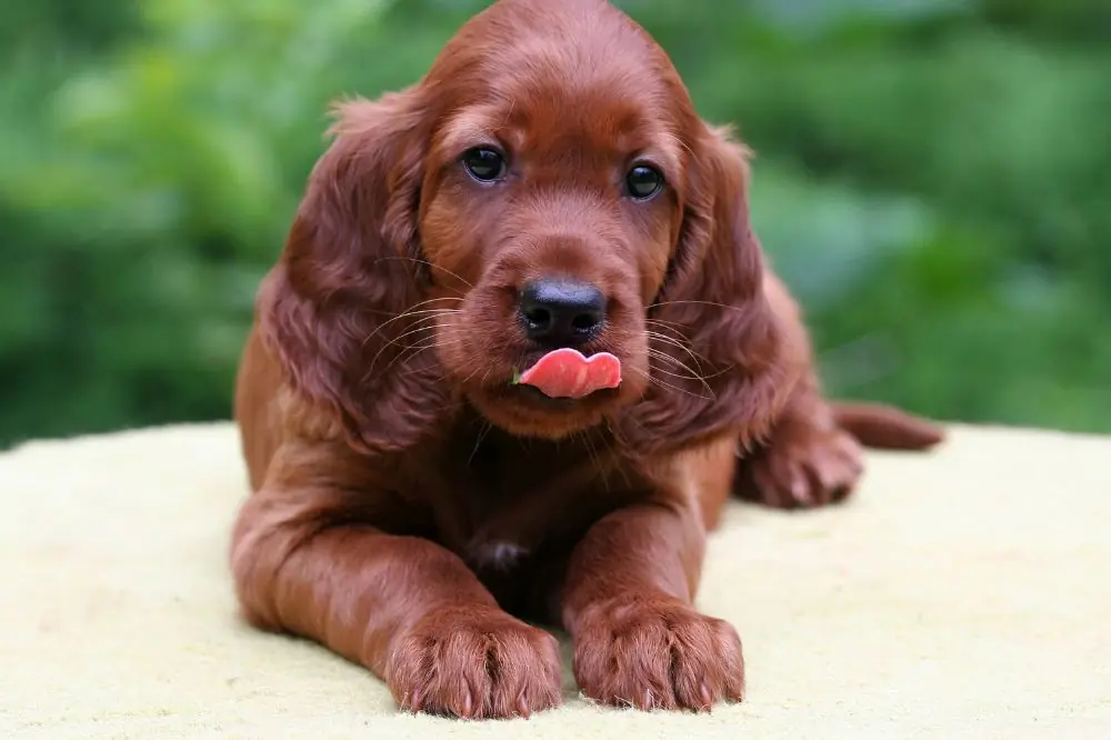 Guía sobre el cachorro de Setter Irlandés: socialización, cuidados y alimentación