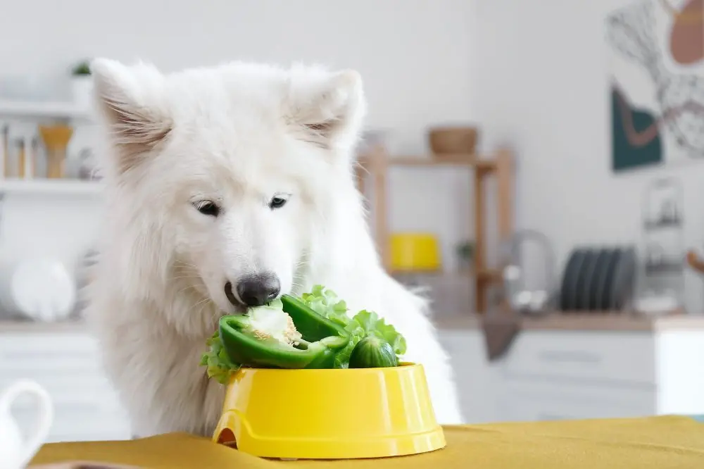 Verduras para perros: todo lo que debes saber