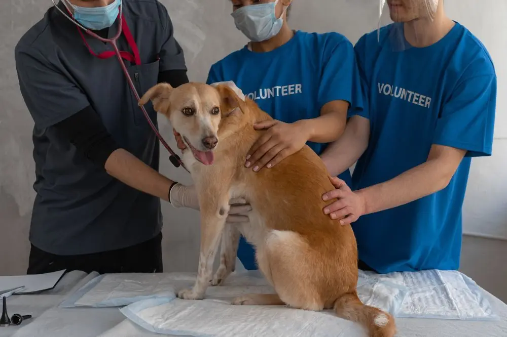 Dietas especializadas para perros con enfermedades crónicas 