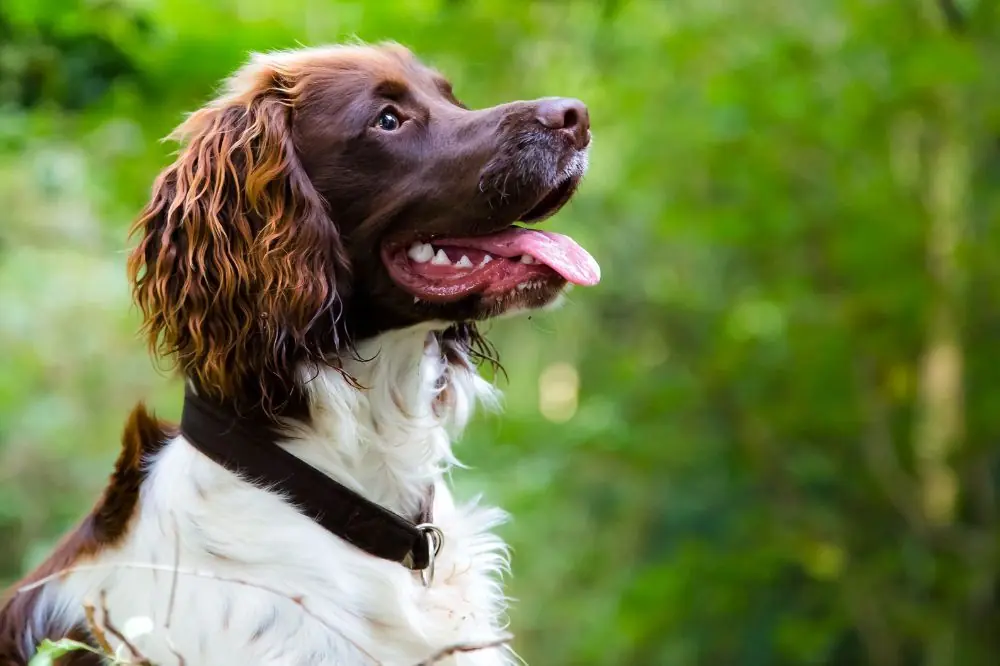 Mejor alimentación para Spaniel bretón 