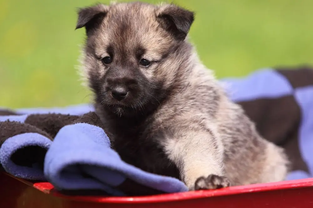 Guía sobre el cachorro de Cazador de alces noruego: socialización, cuidados y alimentación 