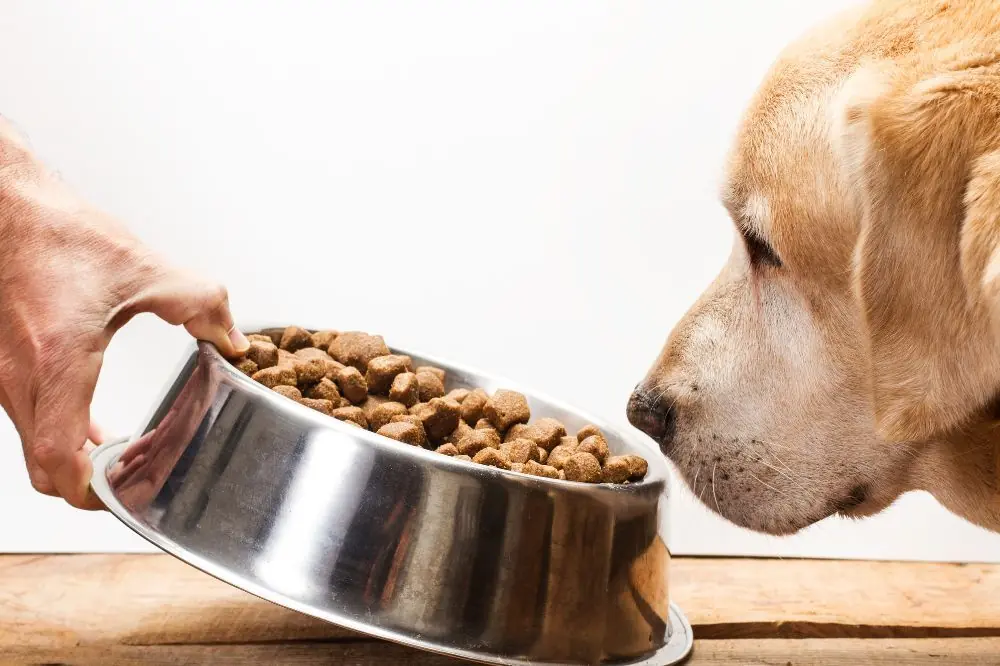 Guía para entender las etiquetas de los alimentos para perros
