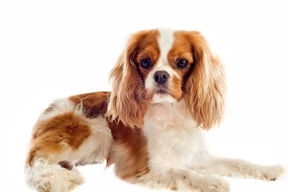 Cavalier King Charles Spaniel: origen, características y cuidados 