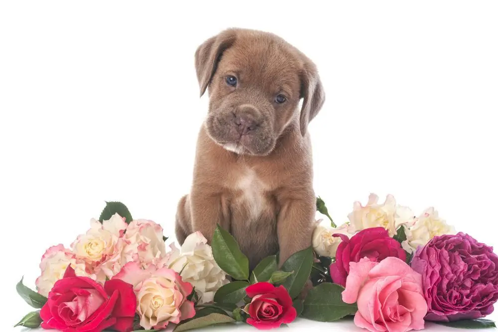 Guía sobre el cachorro de Mastín italiano: socialización, cuidados y alimentación 