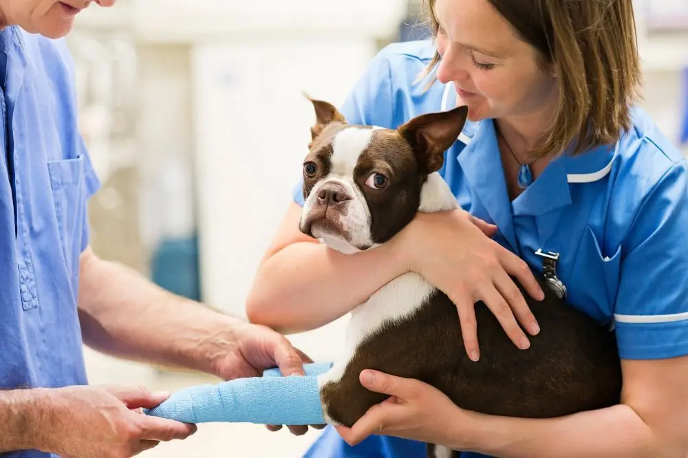 Principales enfermedades cardiacas de los perros