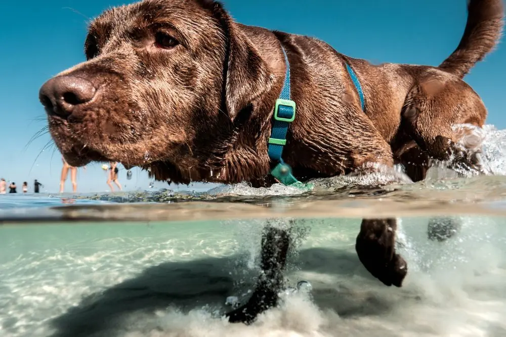 Cómo enseñarle a tu perro a nadar de forma segura 